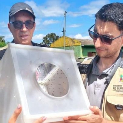 MS amplia uso de mosquitos estéreis no RS para controlar Aedes em terras indígenas