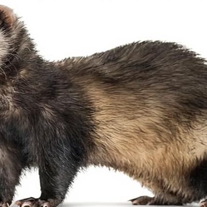 Furões ferais predatórios removidos de ilha pela primeira vez