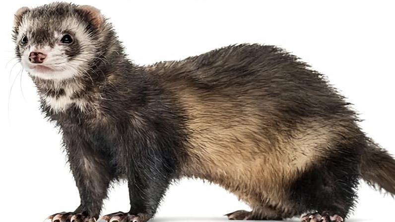 Furões ferais predatórios removidos de ilha pela primeira vez