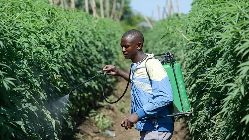 África vulnerável diante do conflito iraniano que afeta cadeias de suprimentos