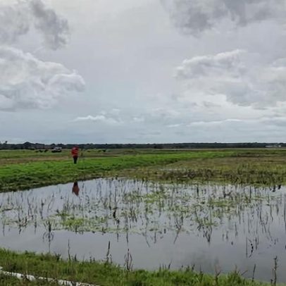 Inglaterra deve ceder mais de 7% de terras para natureza e renováveis, diz estudo