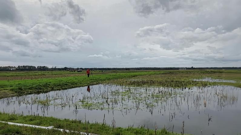 Inglaterra deve ceder mais de 7% de terras para natureza e renováveis, diz estudo