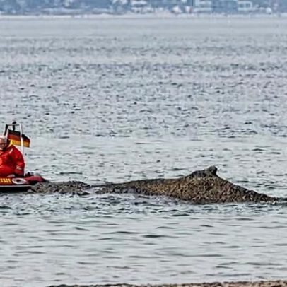 Baleia encalhada no Báltico pode morrer se não for ajudada em breve
