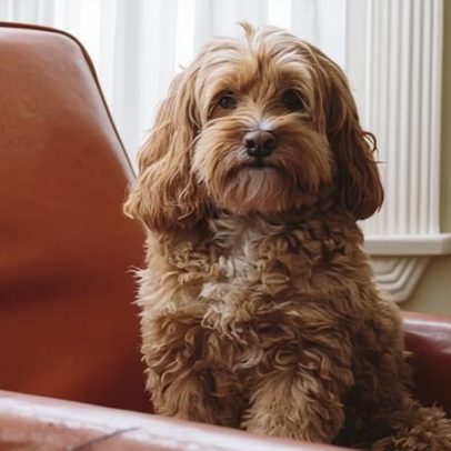 Mestiços têm mais problemas comportamentais que cães de raça, aponta estudo