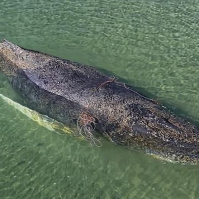 Baleia encalhada na Alemanha é libertada após dias de esforços de resgate