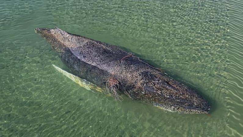 The humpback whale was stranded on a sandbank off Niendorf, near the city of Lübeck.
