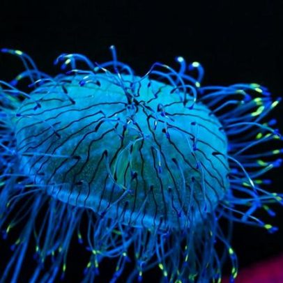 Bióloga marinha Edie Widder busca bioluminescência em filme Life Illuminated