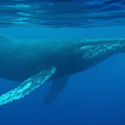 Gravação mais antiga de canção de baleia revela novos sons do oceano