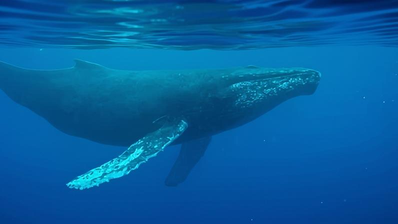 Gravação mais antiga de canção de baleia revela novos sons do oceano