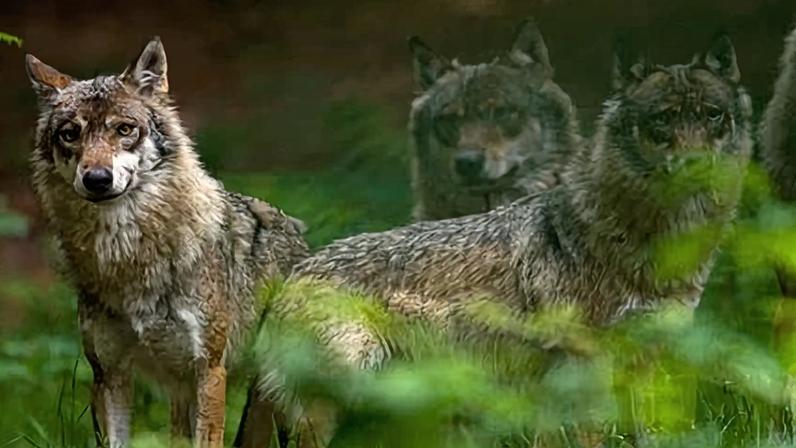 Wolves were declared extinct in Germany in the 19th century, but there were more than 200 packs in the country last year.