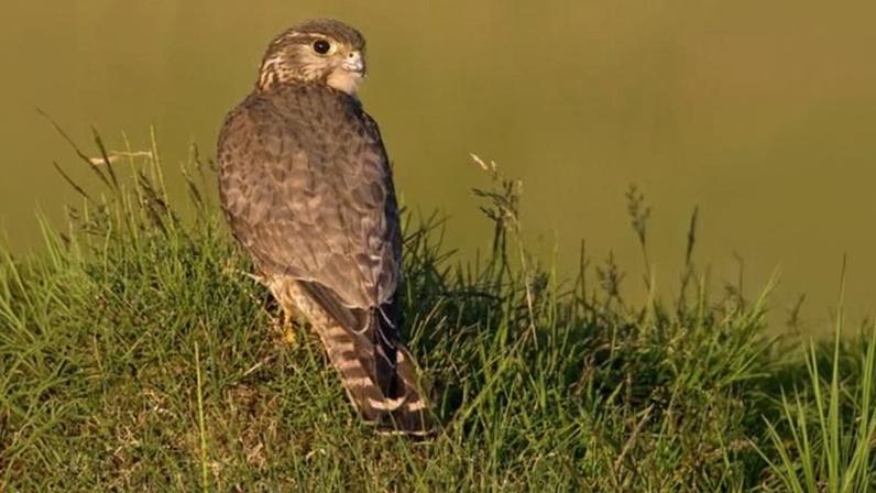 Menor ave de rapina do Reino Unido entre espécies em extinção, diz estudo