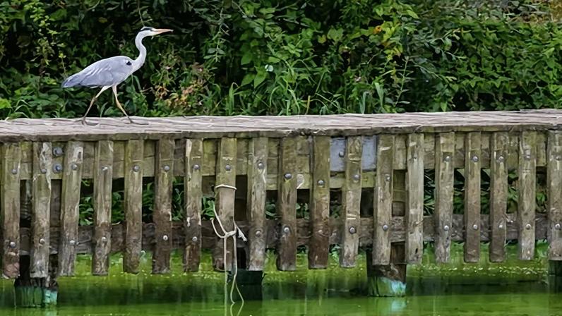 Lake’s waters are green from recurrent algal blooms, which deprive it of oxygen and choke aquatic life. Eel fishing was suspended in 2025.