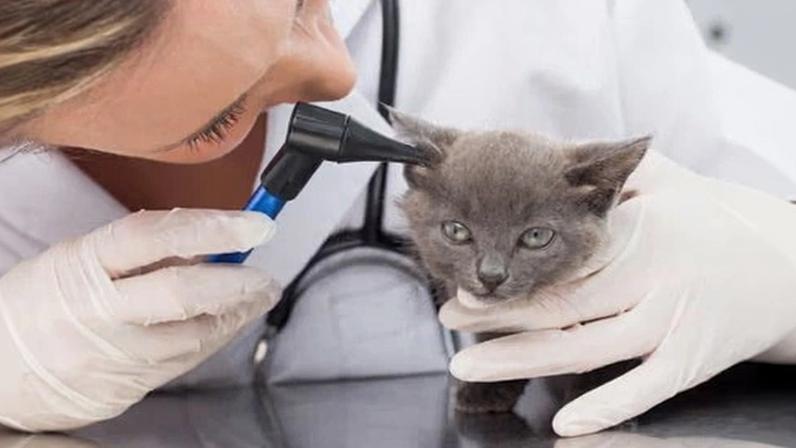 Average prices of UK vet services have risen much faster than general inflation.