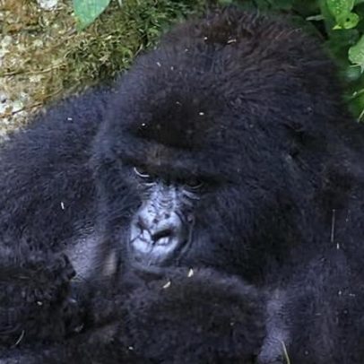 Gêmeos de gorilas-das-montanha nascem no Congo: marco inédito