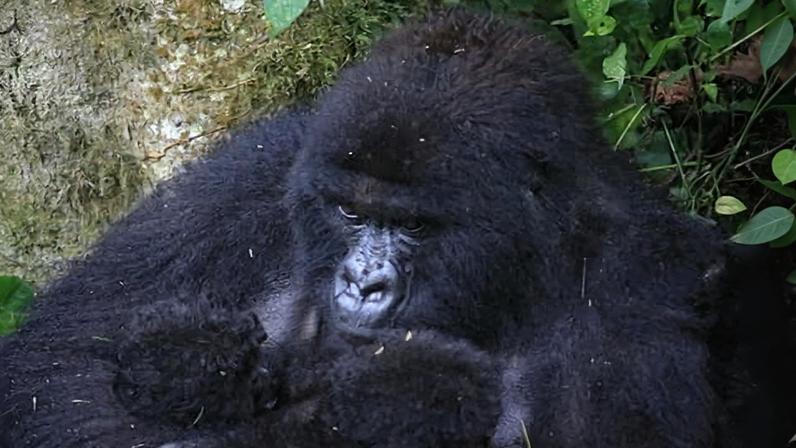 Gêmeos de gorilas-das-montanha nascem no Congo: marco inédito