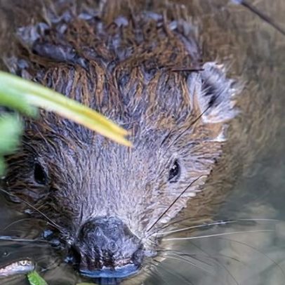 Castores revitalizam Dorset com represas e retorno de biodiversidade