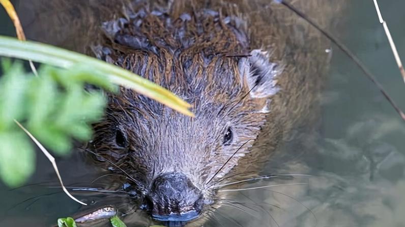 Castores revitalizam Dorset com represas e retorno de biodiversidade