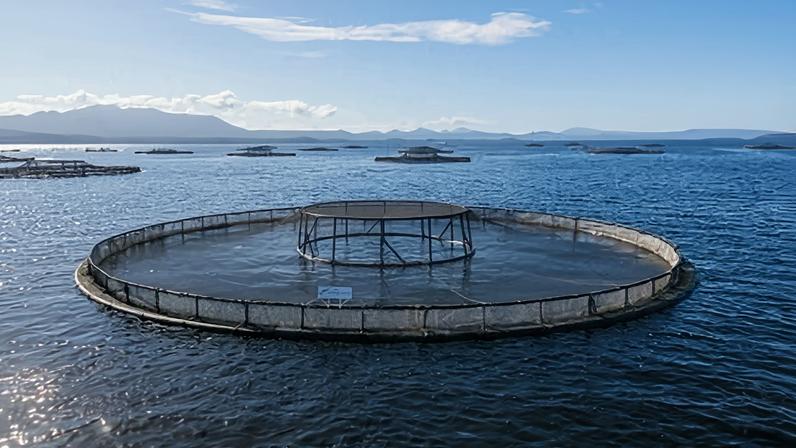 Salmon farming in Macquarie Harbour on the west coast of Tasmania.