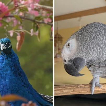 Hospital britânico de animais exóticos encerra após críticas de lucro