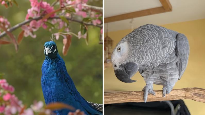 Hospital britânico de animais exóticos encerra após críticas de lucro