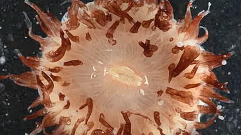 A new anemone identified on the 35-day voyage in the Coral Sea near the Great Barrier Reef in Australia on the CSIRO’s Investigator research vessel.