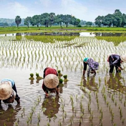 Solução baseada na natureza para o futuro hídrico do delta do Mekong