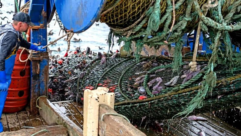 A deckhand watches a groundfish haul aboard the Cassandra Anne, which is based in Oregon, U.S., in 2023. Image by Chris Peterson/Action Works Photography courtesy of Oregon Sea Grant via Flickr (CC BY-NC-SA 2.0).