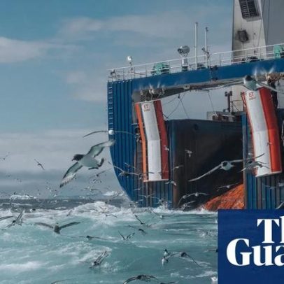 Cheiro de peixe rançoso no mar: krill gigante na Antártida