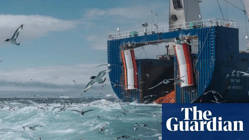 Cheiro de peixe rançoso no mar: krill gigante na Antártida