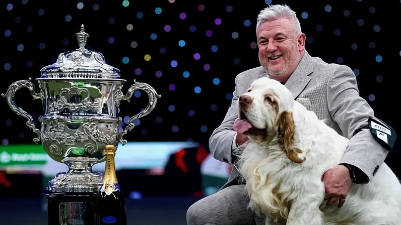 Channel 4 sob fogo após condenação por crueldade animal de vencedor do Crufts