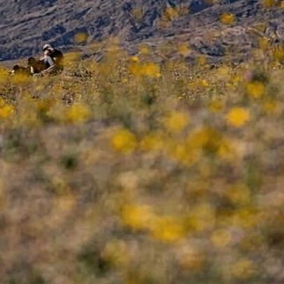 Vale da Morte registra superbloom pela primeira vez em uma década