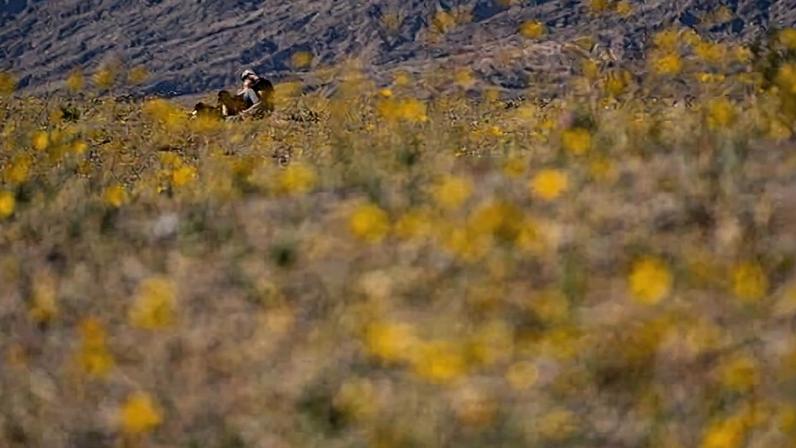 People rest in a field of flowers during a superbloom in Death Valley National Park.