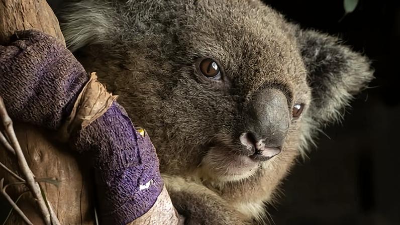 A koala recovers at Native Wildlife Rescue in Robertson, New South Wales, after being saved from drought-hit forest in 2020.