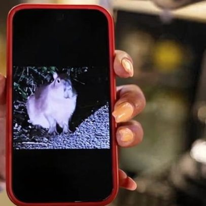 Capivara fugitiva Samba inspira caçada a roedores