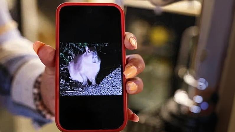 Capivara fugitiva Samba inspira caçada a roedores