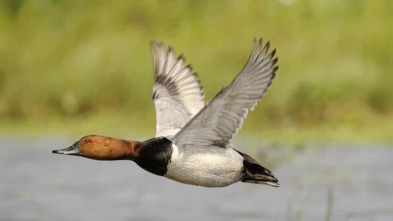 Pochard ducks, once a common sight on UK lakes and reservoirs during winter, are declining in numbers.