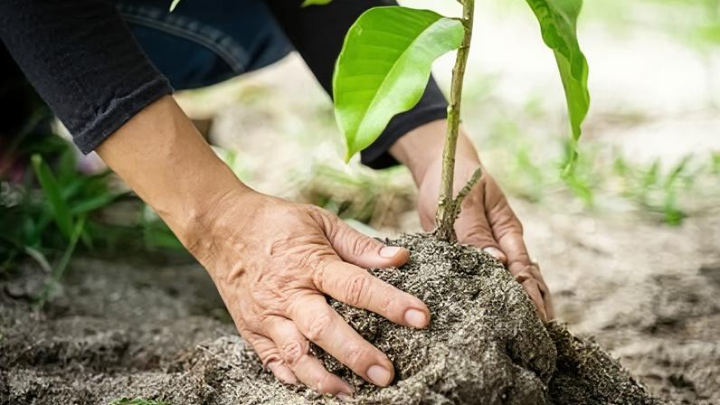 Planting-schemes are among the projects which have benefited so far