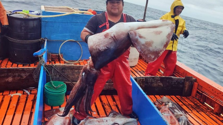 Corrida de lulas no Pacífico Sul força reguladores a agir