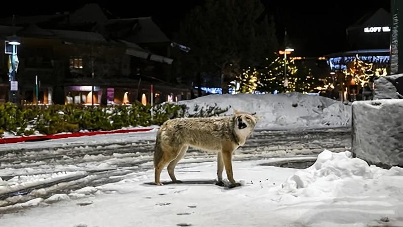 Cães urbanos assumem mais riscos que cães rurais, aponta estudo