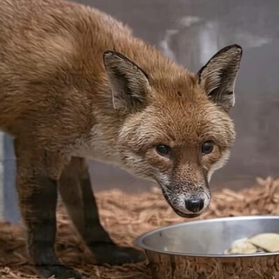 Raposa clandestina viaja em navio de carga da Inglaterra aos EUA