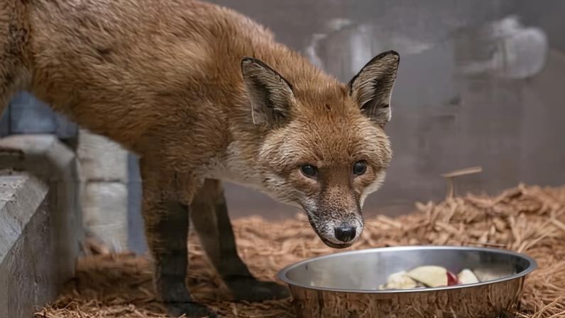 Raposa clandestina viaja em navio de carga da Inglaterra aos EUA