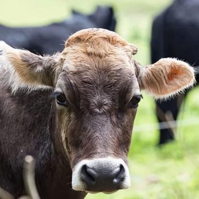 Preços de alimentos na Austrália podem subir no próximo ano, alertam agricultores