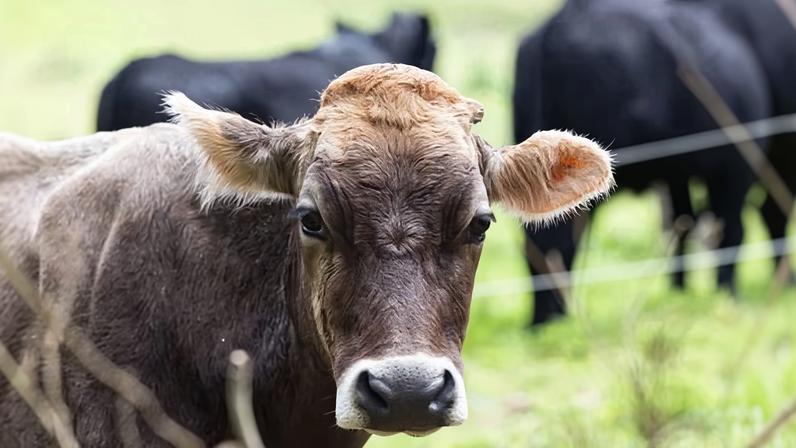Preços de alimentos na Austrália podem subir no próximo ano, alertam agricultores