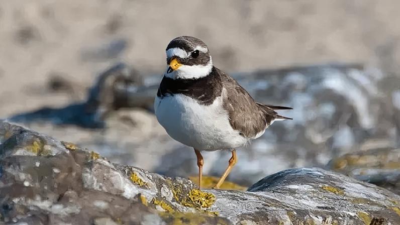 Zona de exclusão é criada para proteger aves ameaçadas