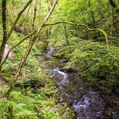 Quase 3/4 das florestas da Inglaterra são inacessíveis ao público, diz estudo