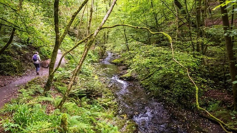 A rare piece of accessible forest in Devon.