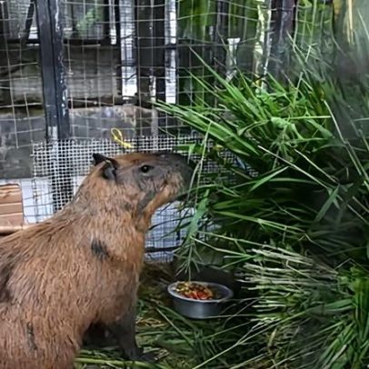 Oito presos por ataque brutal a capivaras no Brasil