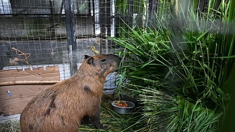 Oito presos por ataque brutal a capivaras no Brasil