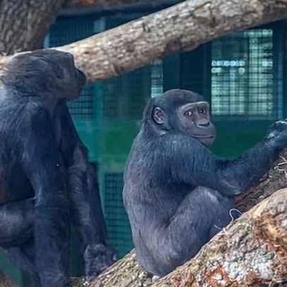 Gorilas do zoológico de Bristol mudam-se para fora da cidade
