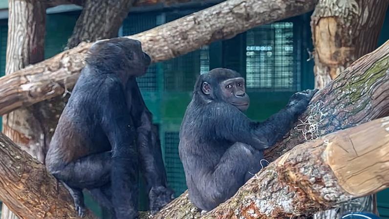 Gorilas do zoológico de Bristol mudam-se para fora da cidade